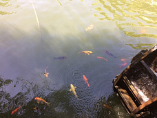 Парк «Лога» — как создавалась сказка на севере Ростовской области? Интервью с создателем парка Сергеем Кушнаренко