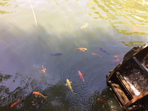 Парк «Лога» — как создавалась сказка на севере Ростовской области? Интервью с создателем парка Сергеем Кушнаренко