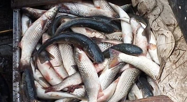 Донских браконьеров поймали с уловом на 4 млн рублей