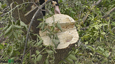 Под звуки пил и топоров