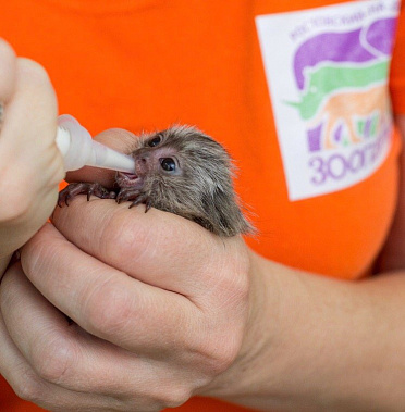 В зоопарке Ростова у игрунков пополнение