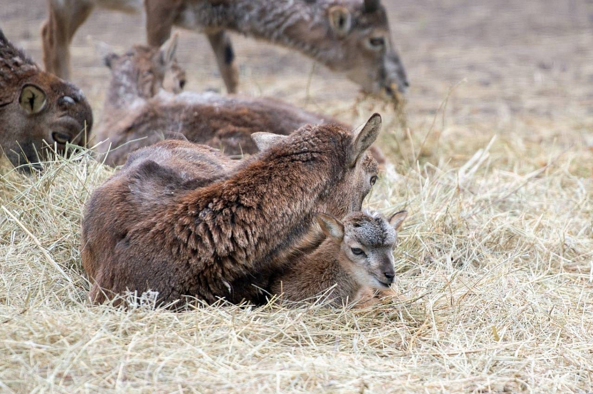 Ростовский зоопарк пополнили семь парнокопытных 