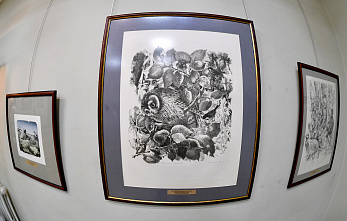 31 01 2026 Областной музей изобразительных искусств зовет в мир животных