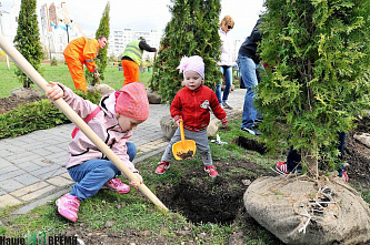 Клены, липы, туи...	