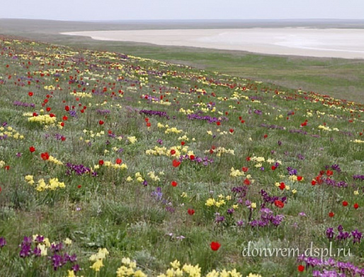 ЦВЕТОЧНЫЕ ПОЛЯ