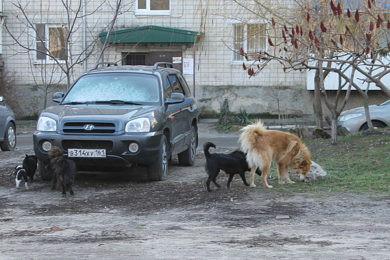 Очередную стаю бродячих собак наша коллега Наталья Нарсеева обходила пару часов назад около ковидного госпиталя в Усть-Донецке.