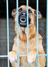 Собаки специального назначения_14654