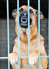 Собаки специального назначения_14654