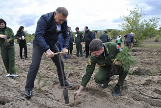 Около 300 тысяч новых деревьев и кустарников высадили на Дону в Дни древонасаждения
