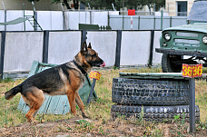 21 06 2025 Определились лучшие кинологи Росгвардии юга России