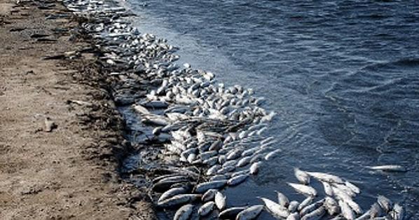 По случаю массового мора рыбы в Азовском море объявлено чрезвычайное положение