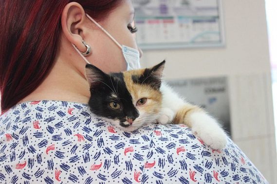 Фото с сайта donland.ru