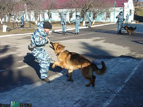 Они «смеются» хвостами