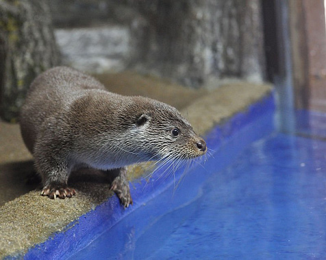 Выдра болеет за Роналдо