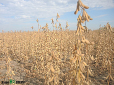 Убирают белое зерно