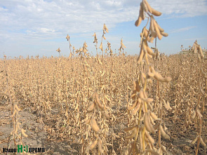 Убирают белое зерно