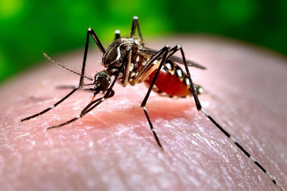 Комары и экзотические заболевания атакуют Ростов и область