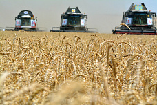 На полях Ростовской области идет уборка зерновых