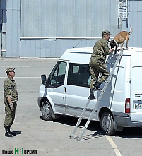 На вахте – Алголь, Алия, Тея и Багира