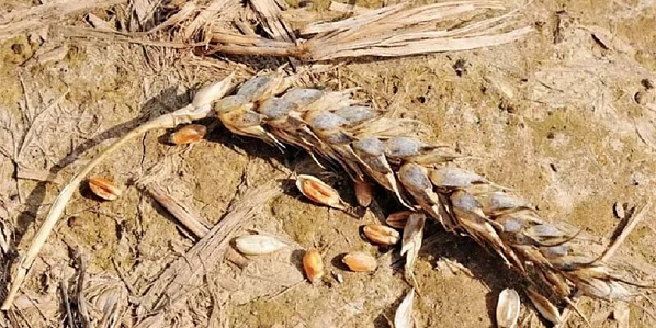 В Ростовском Зерновом союзе сельхозпроизводителей и в нынешнем году опасаются снижения урожая