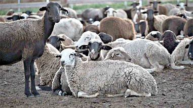 Победители «Зеленой планеты-2019»