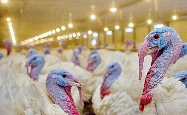 На Дону успешно восстанавливается производство индюшиного и утиного мяса