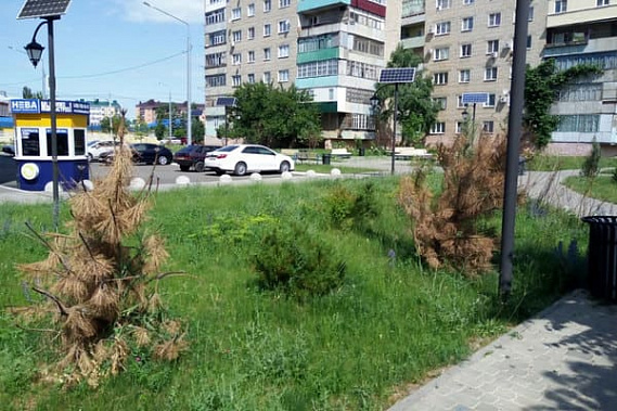 В гибели саженцев обвинили чиновников