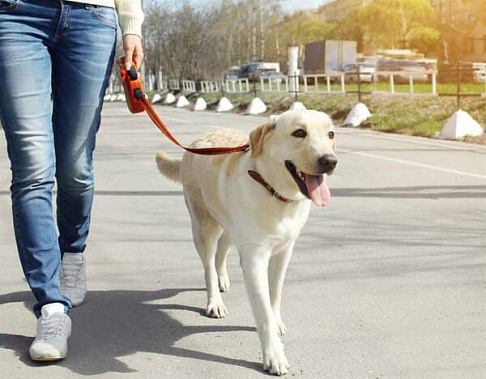 Власти Ростова намерены утвердить список мест для выгула домашних животных
