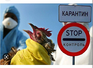 В Волгодонском районе объявлен карантин по птичьему гриппу