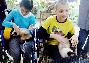 Кошки-крошки и добрые дела