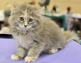 О кошках и о себе_21138