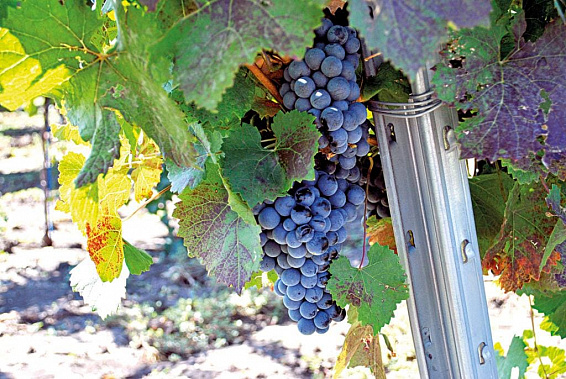 Виноград как двигатель туризма
