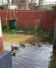 Из-за нагонной воды во дворах жителей Азовского района плавают дикие утки
