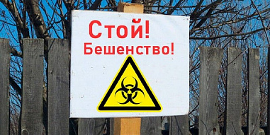 Ростовская область остается природным очагом бешенства у животных