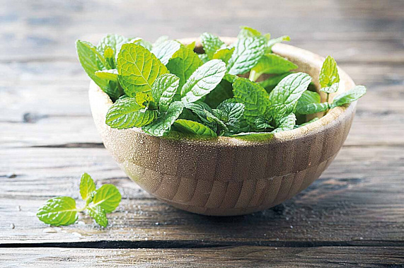 Мята успокоит, желудку поможет и омолодит