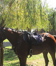 Прекрасный символ супружеской мудрости, хранящей семью…