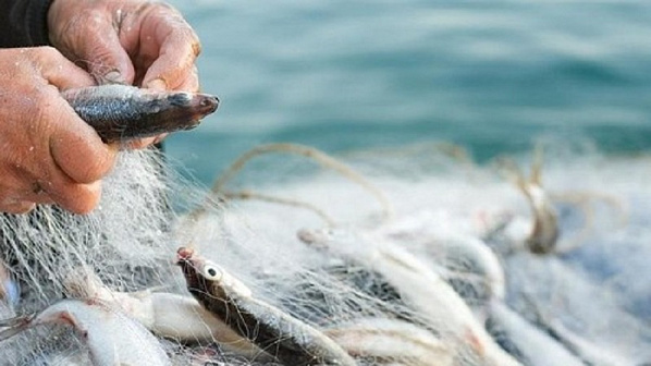 В Ростовской области  вводится запрет на лов рыбы и других водных биоресурсов