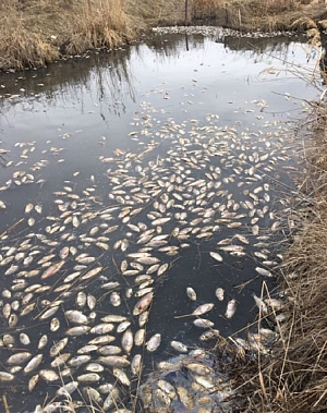 Рыба тухнет в воде и на дороге