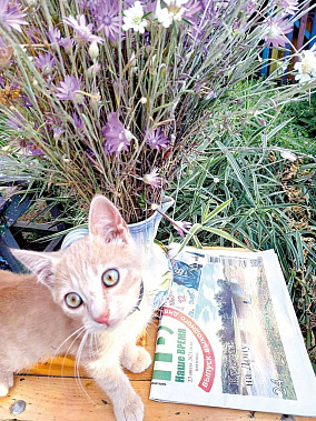 Оксана ГАРКУШИНА, слобода Криворожье, Миллеровский район: «Реакция кота, когда фотография хозяйки на первой полосе! Участвуем в проектах НВ!»