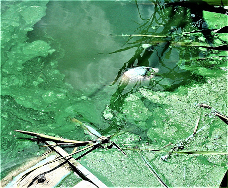 В Темернике снова гибнет рыба