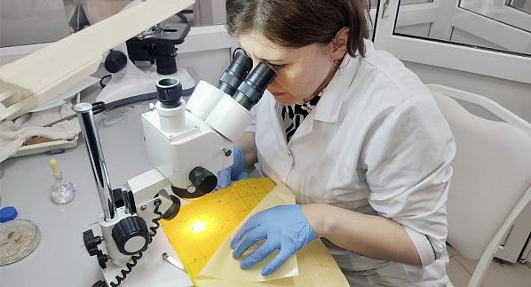 В одном из хозяйств Ставрополья  обнаружили вредителя, способного  уничтожить более 300 видов растений