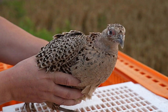 В 2025 году в Ростовской области в естественную среду обитания выпустили свыше 16,5 тыс. особей различных представителей донской фауны