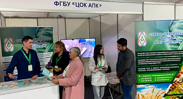 На смотрины привезли племенных овец и коз