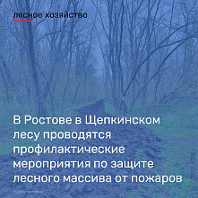 Власти Ростова разъяснили, зачем перекапывают дороги в Щепкинском лесу