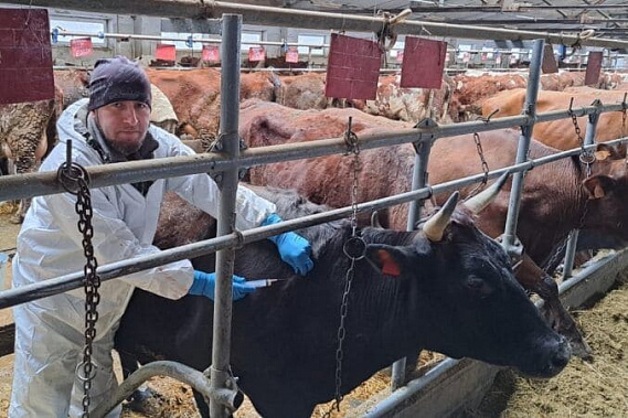 В Ростовской области ветеринары начали осмотр скота и птицы