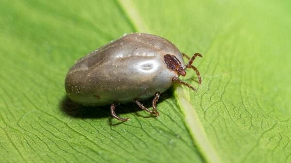 Так выглядит клещ-переносщик