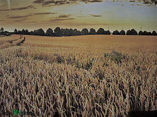 Убирают белое зерно