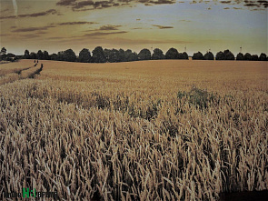 Убирают белое зерно