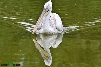 Как зоопарк Ростова пережил пандемию