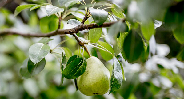 Груша, айва, яблоня, рябина, ирга наиболее восприимчивы к бактериальному ожогу